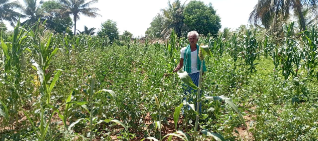 mixed cropping india.PNG